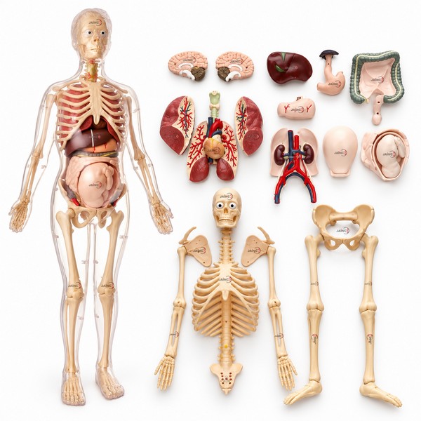 Visible Expectant Mother Anatomy Kit